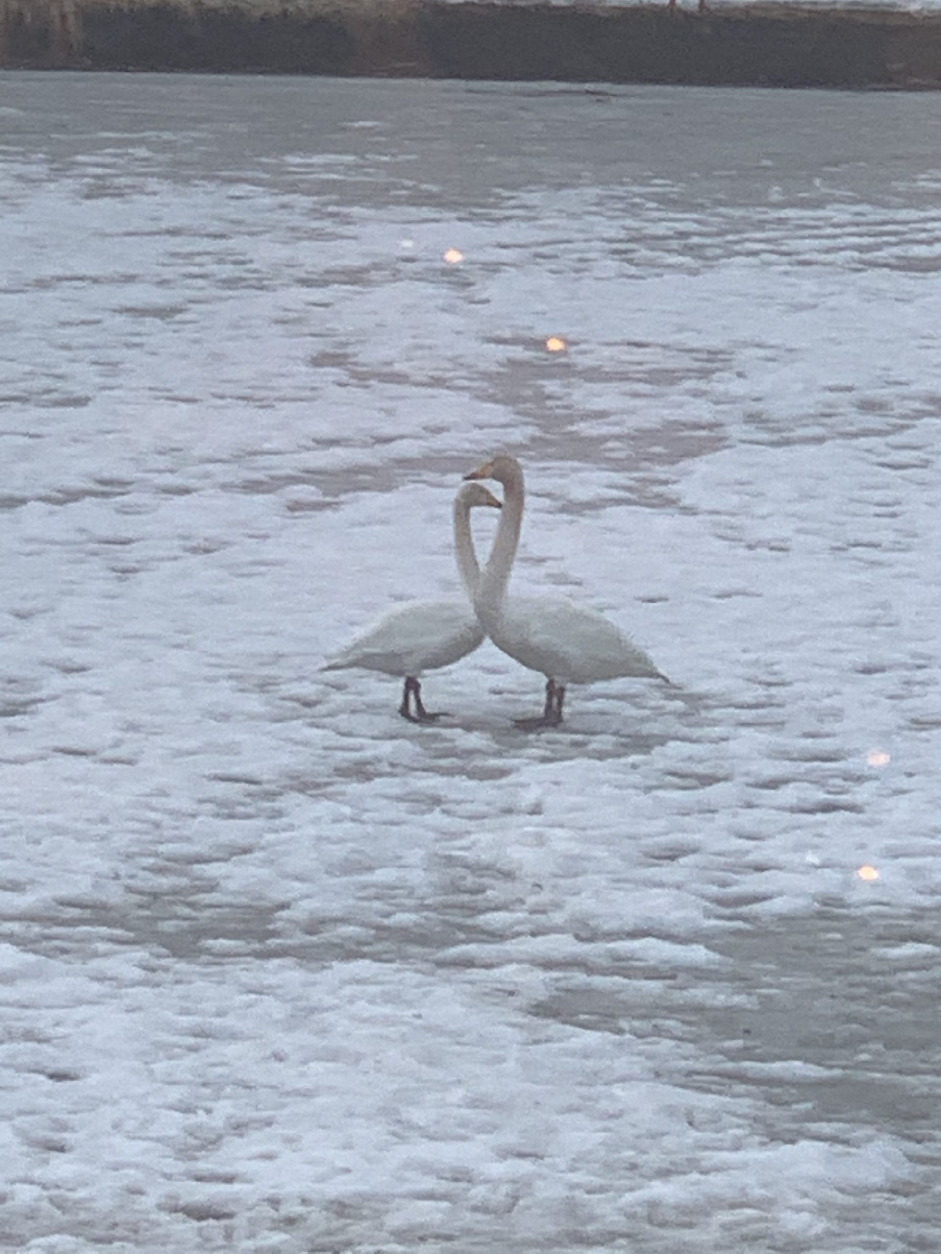 白鳥おばさん
