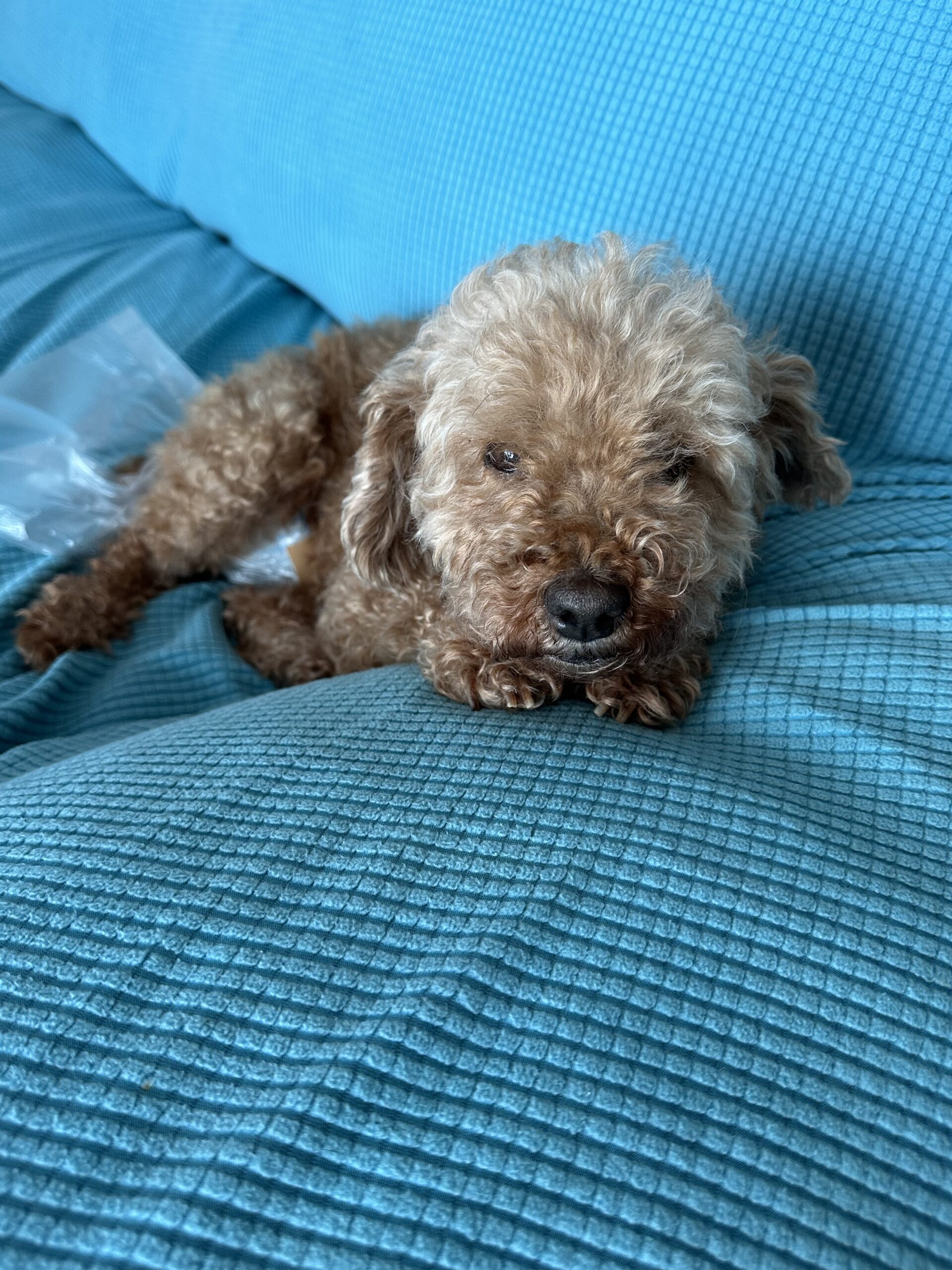 保護犬ジャム
