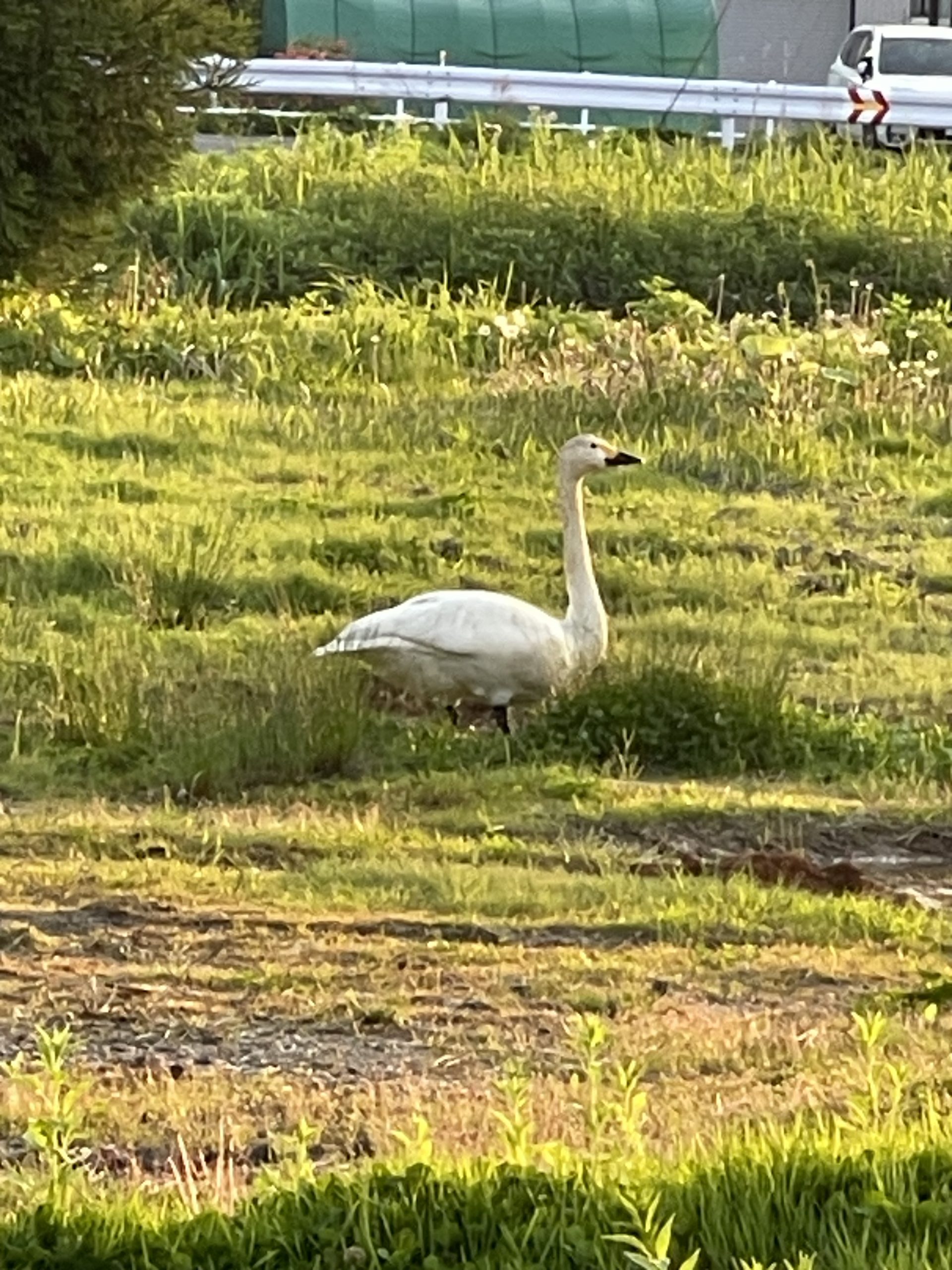 一人ぼっちの白鳥物語